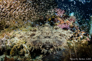 Wobegong Shark by Henrik Gram Rasmussen 